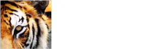 Mortgage Marketing Animals